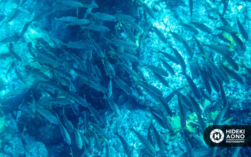Hideki Aono SS fish 38 — Animals