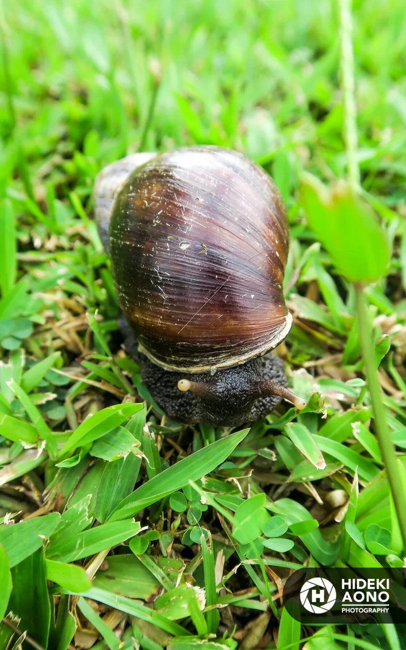 Hideki Aono SS snail 29 — Animals