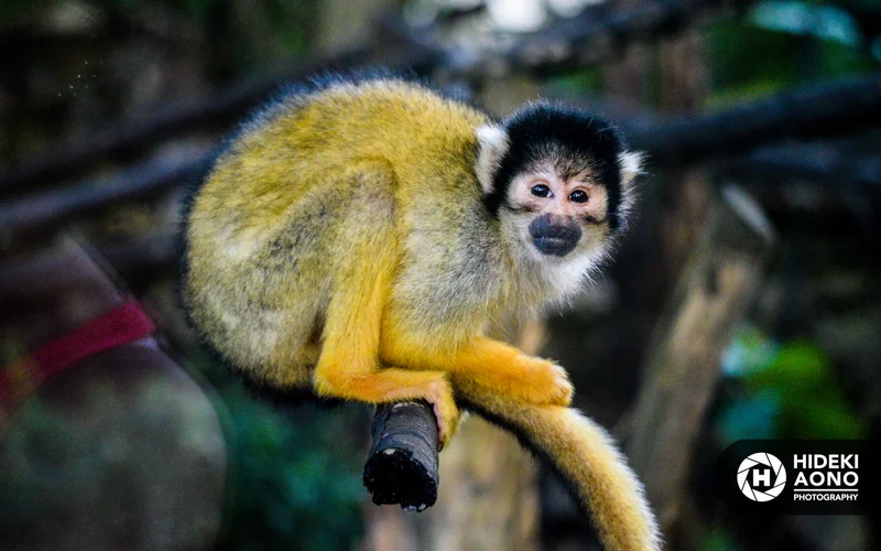 Hideki Aono SS Monkey 18 — Animals