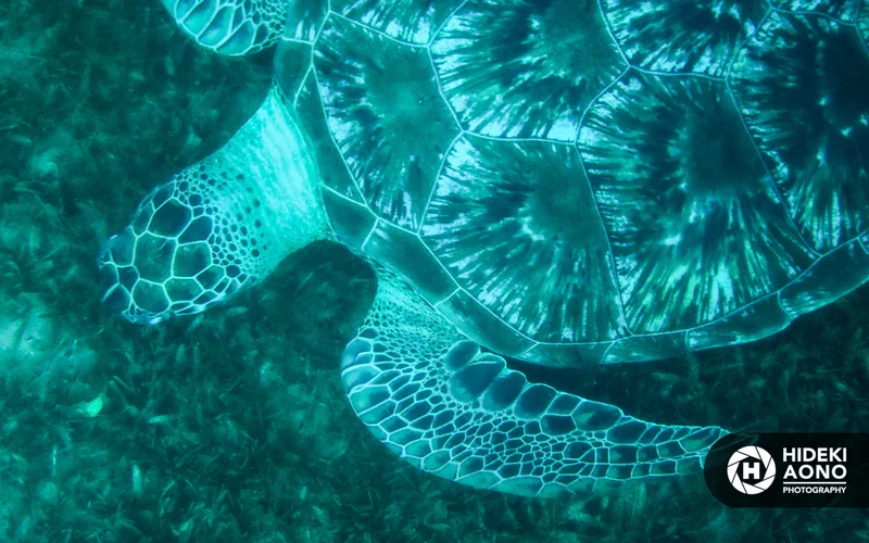 Hideki Aono SS turtle 35 — Animals
