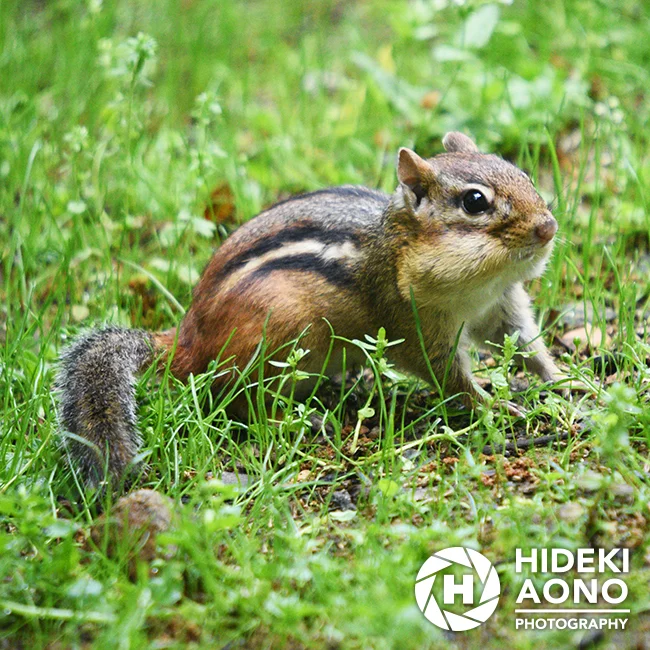 Chipmunk — Animals