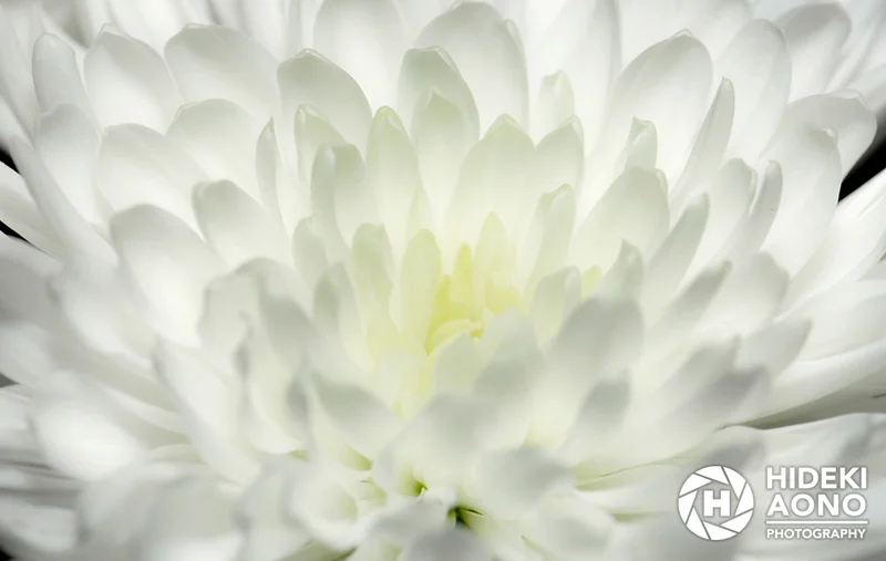 Hideki Rose Floral 06 — Floral