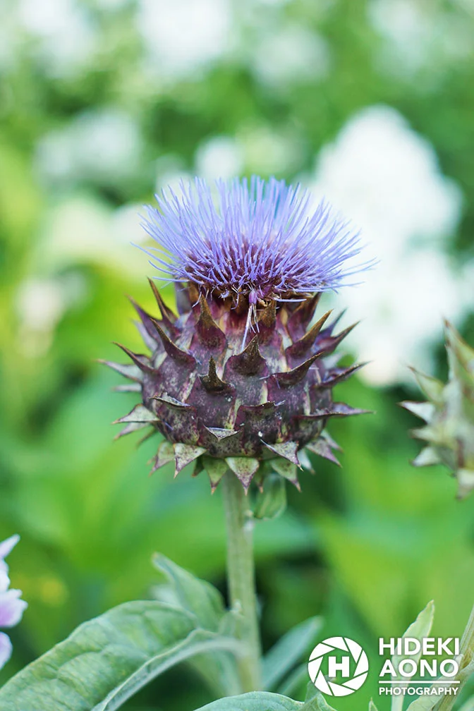 Garden 04 — Floral