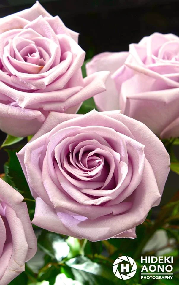 10945626 10152975956056211 2505485583602859623 n — Floral