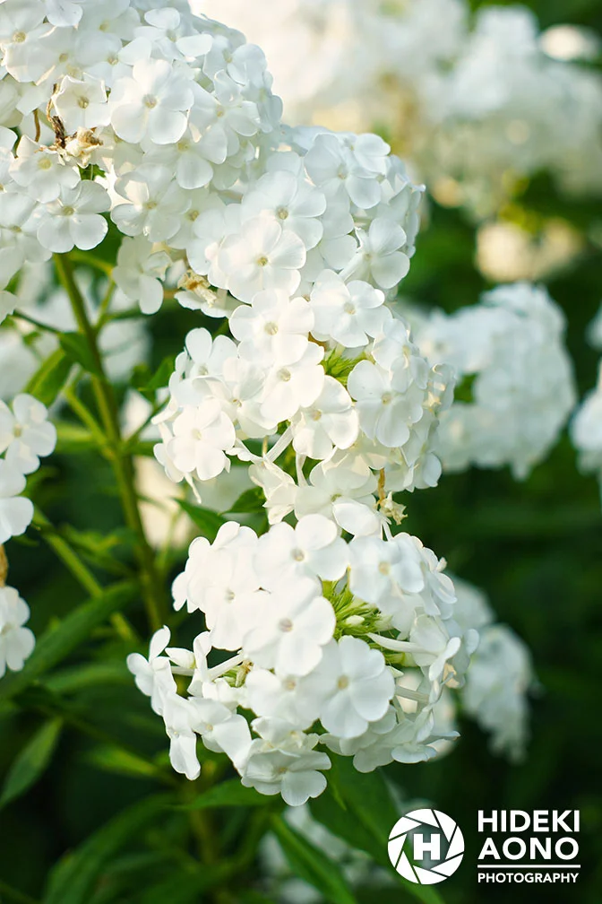 Garden 14 — Floral