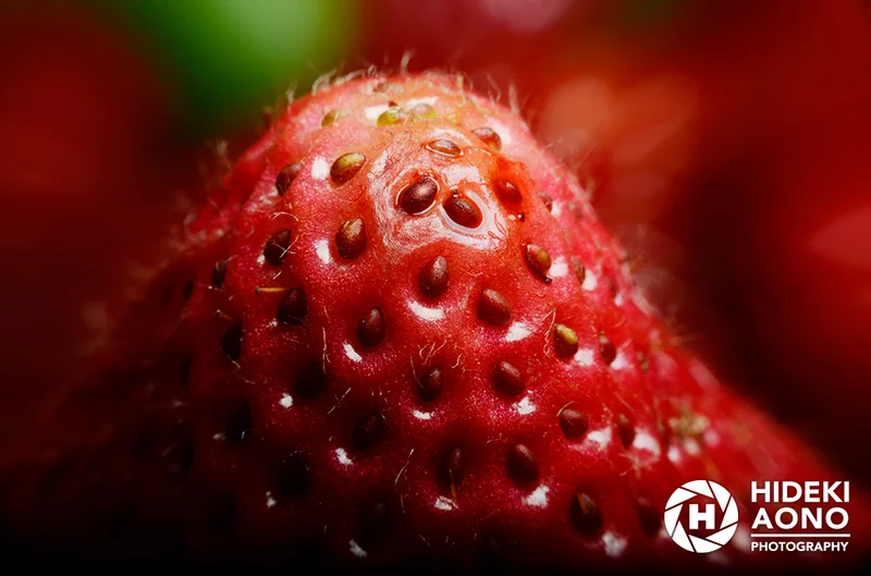 Hideki Aono Macro 21 — Macro