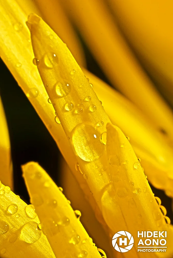 Hideki Aono Macro 14 — Macro