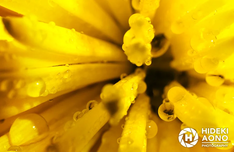 Hideki Aono Macro 15 — Macro