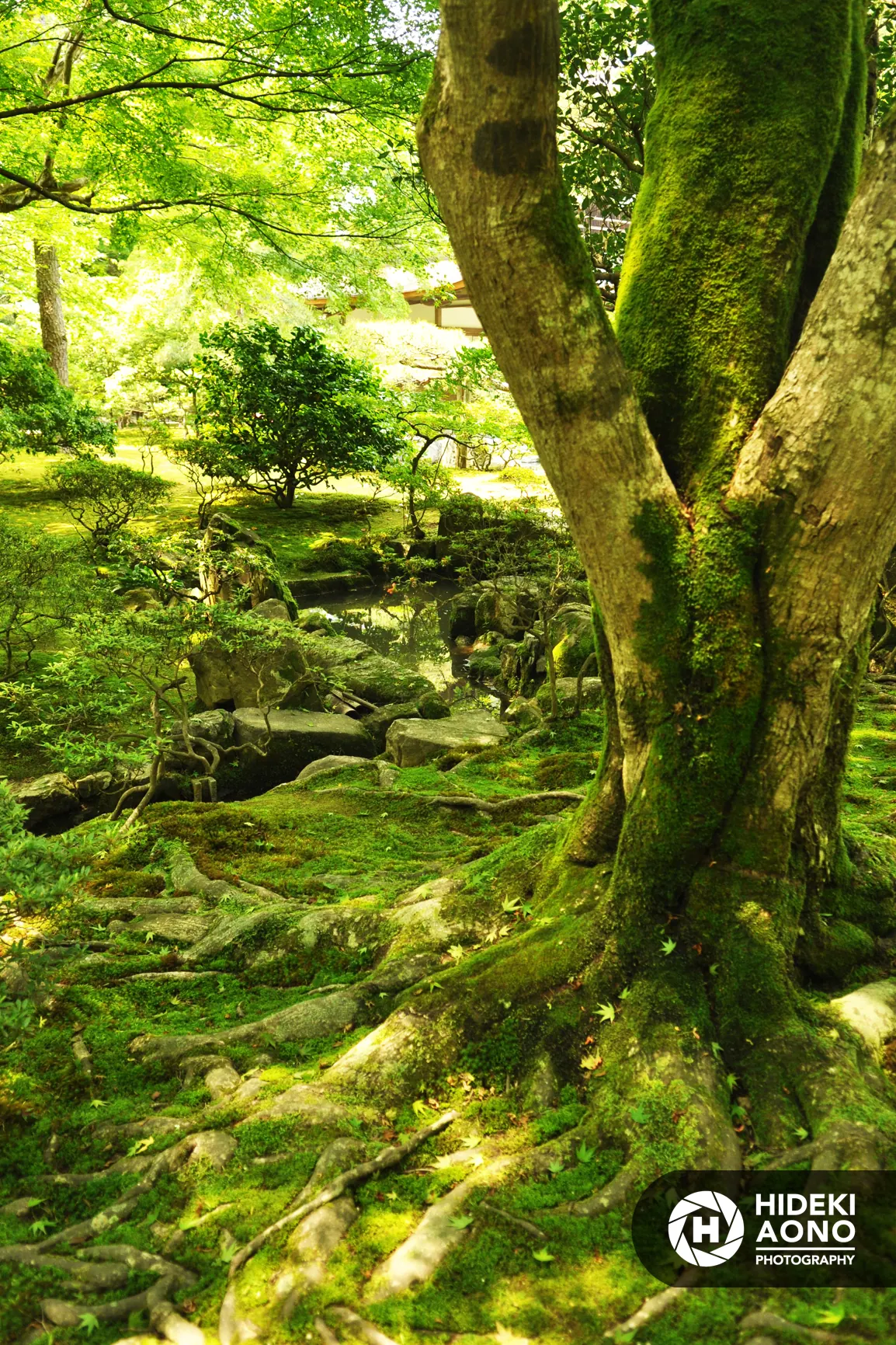 Elsewhere, Hideki Aono