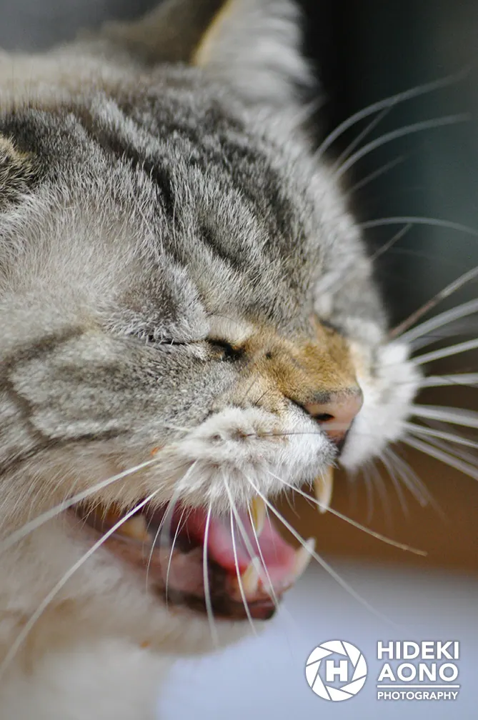 Wild, Hideki Aono